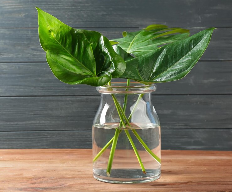 le pothos dans l eau sans substrer